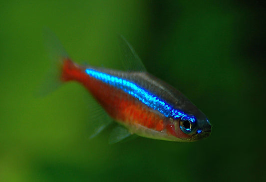 Cardinal Tetra