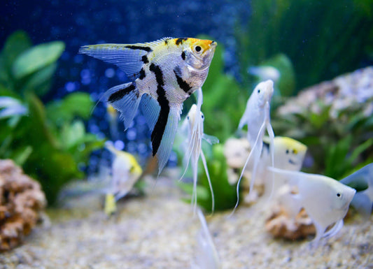 Angelfish