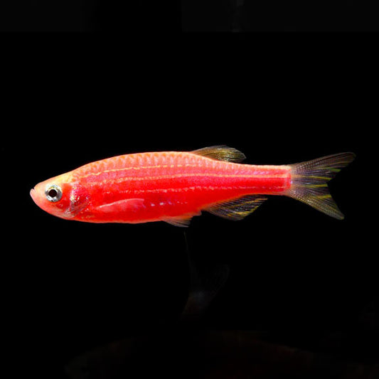 Danio Zebra Starfire